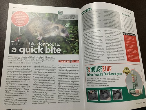 Glis Glis article
