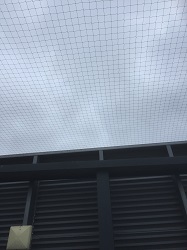 Pest control in Derby - pigeon control